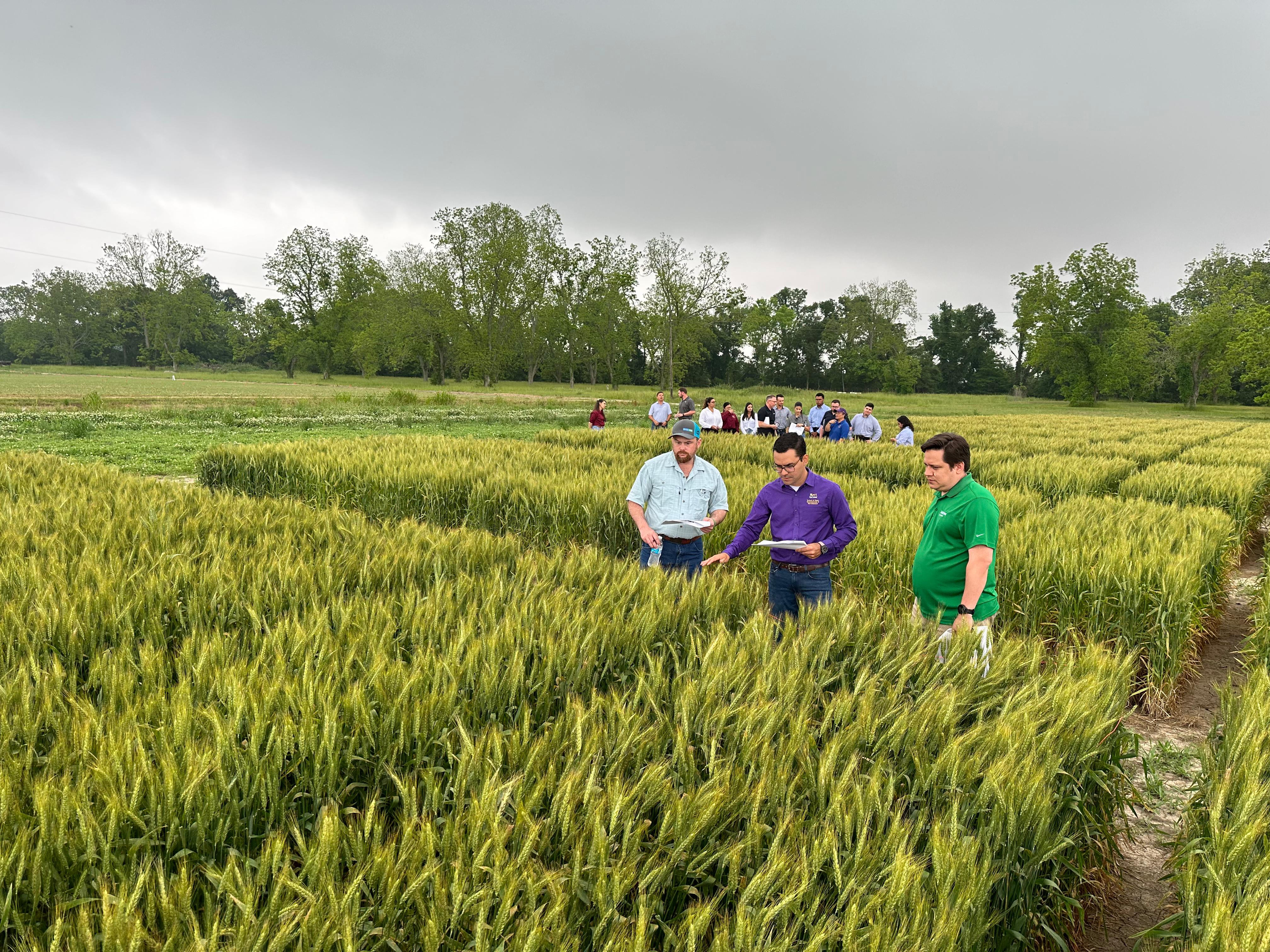 Biostimulant materials studied for effects on soybean, corn and wheat